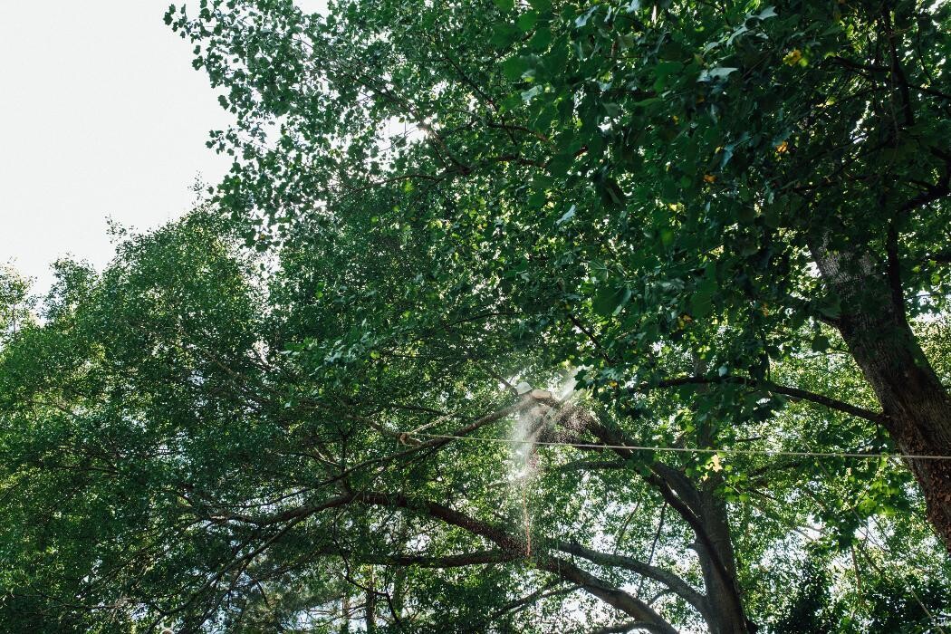Images Top Tier Trees