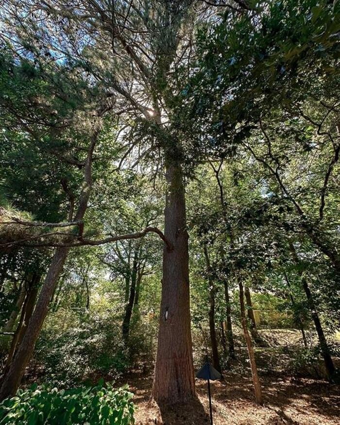 Images Top Tier Trees