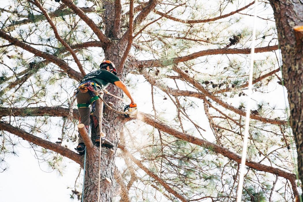 Images Top Tier Trees