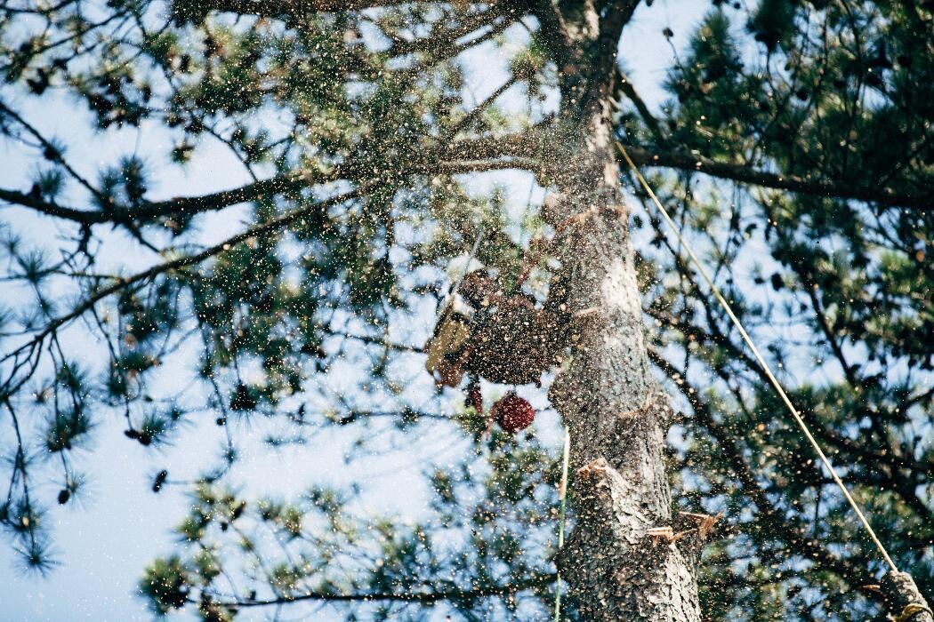 Images Top Tier Trees