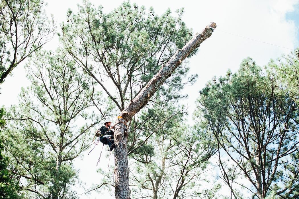 Images Top Tier Trees