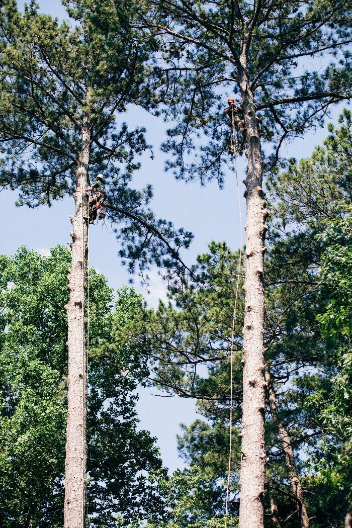 Images Top Tier Trees