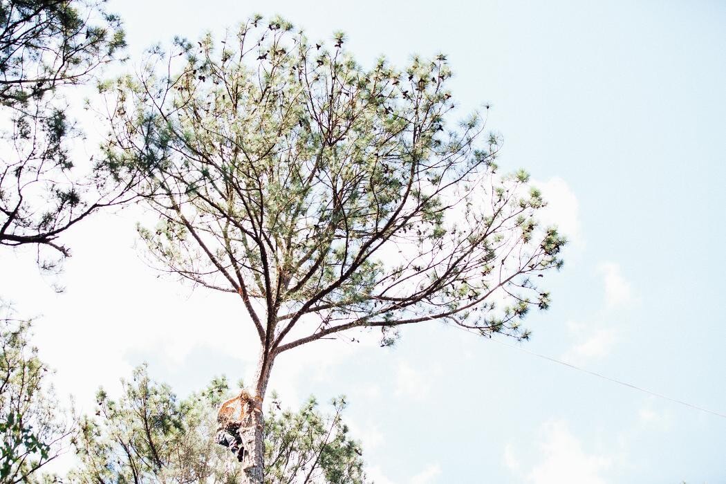 Images Top Tier Trees