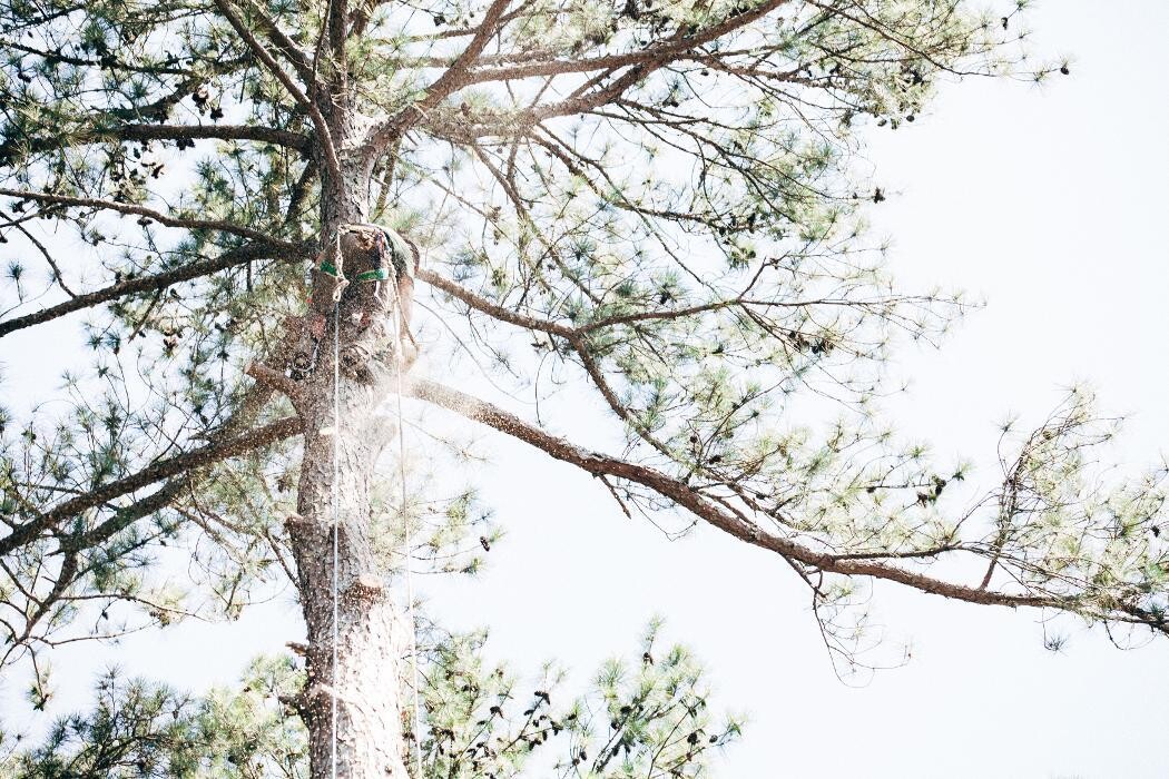 Images Top Tier Trees