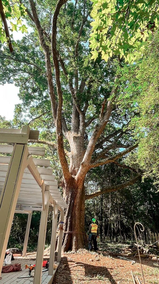 Images Top Tier Trees