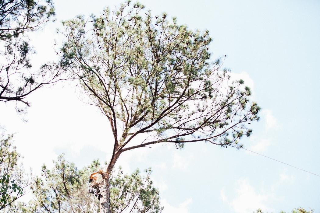 Images Top Tier Trees
