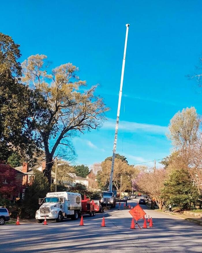 Images Top Tier Trees