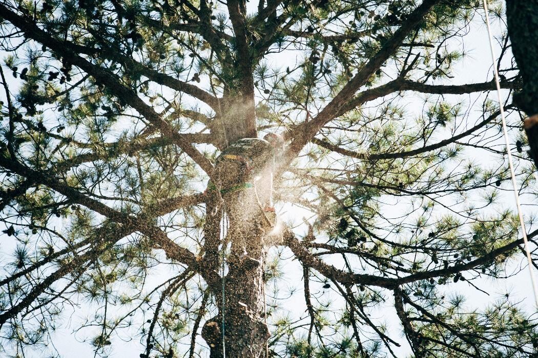 Images Top Tier Trees