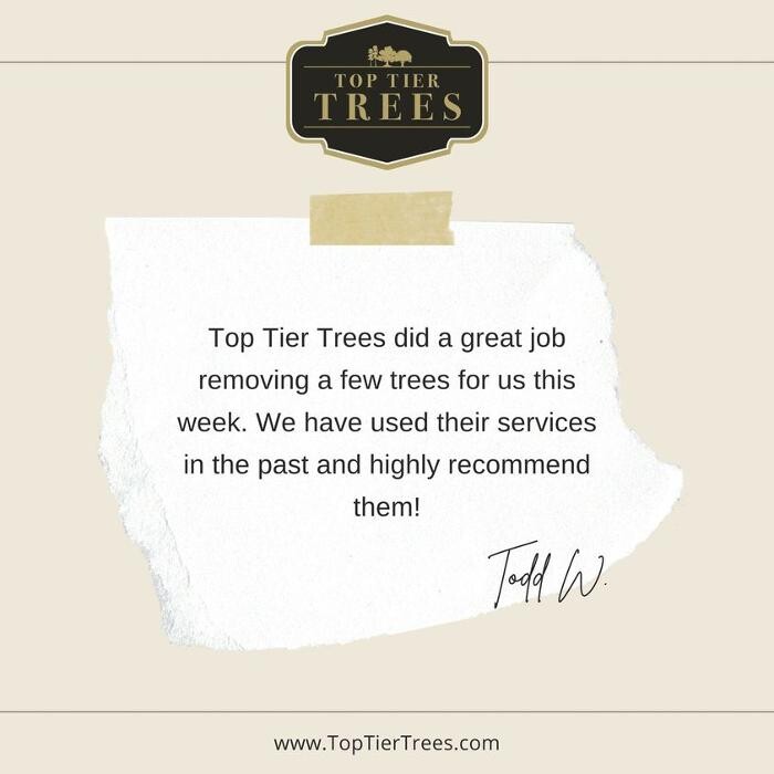 Images Top Tier Trees