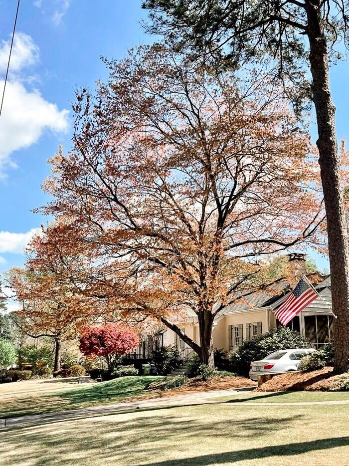 Images Top Tier Trees