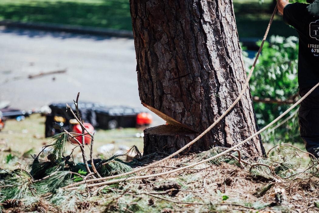 Images Top Tier Trees
