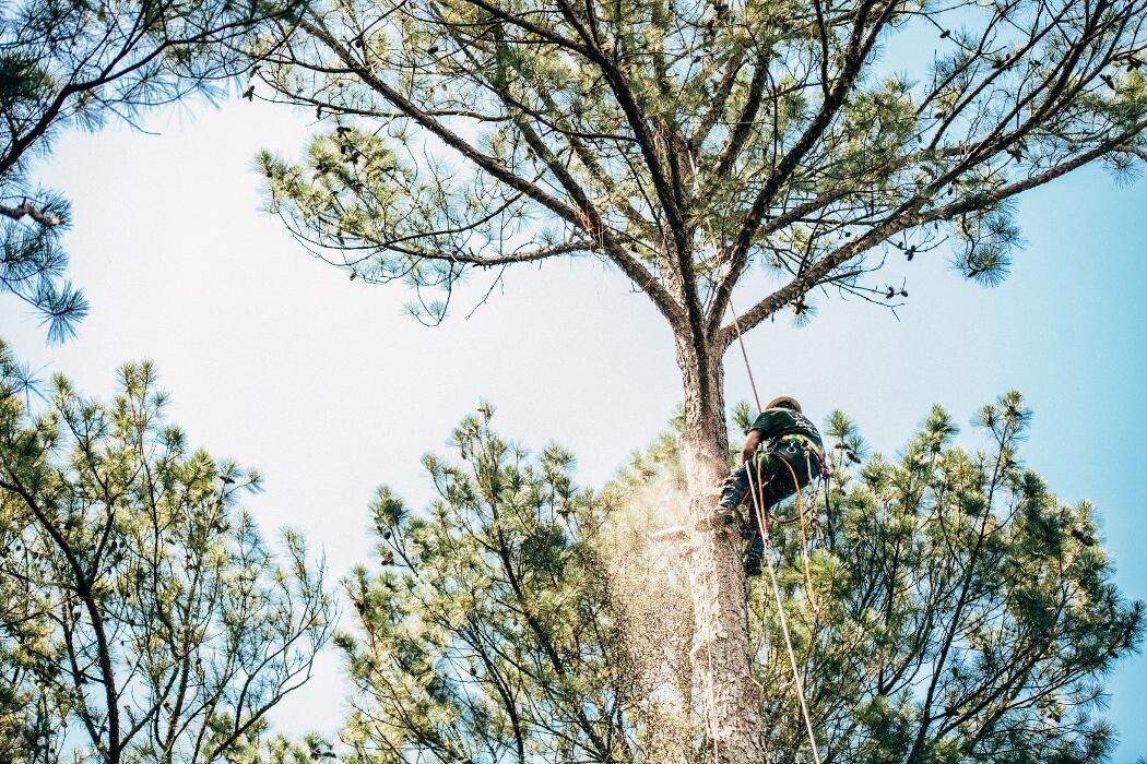 Images Top Tier Trees
