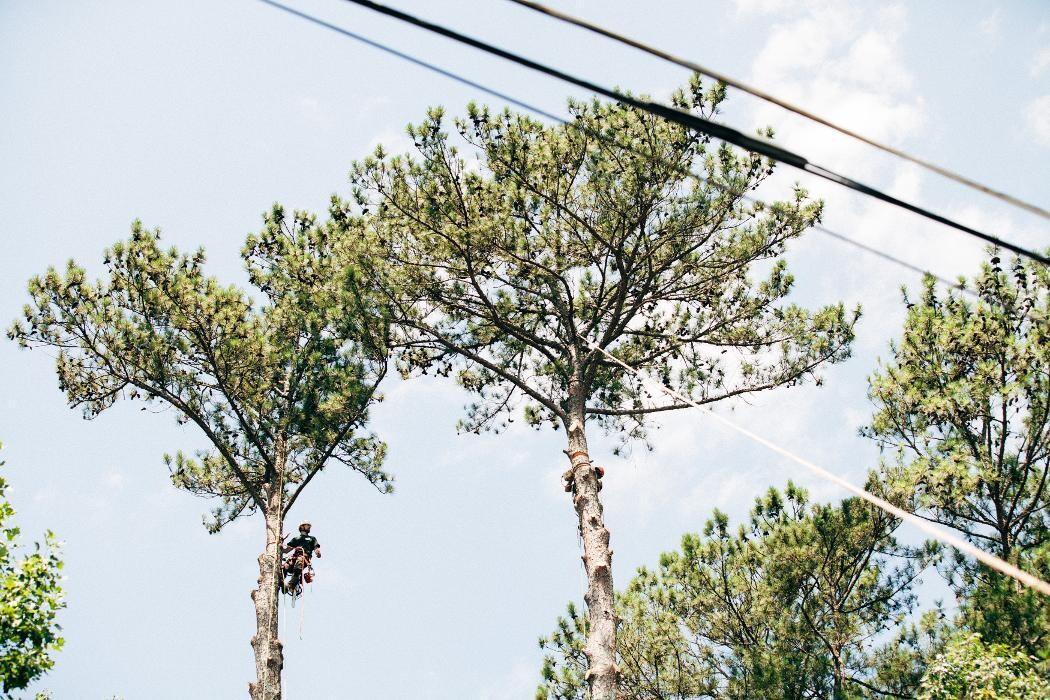 Images Top Tier Trees