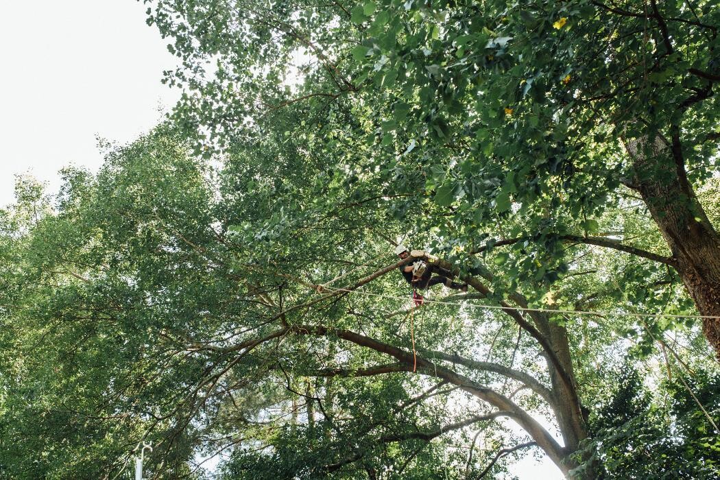 Images Top Tier Trees