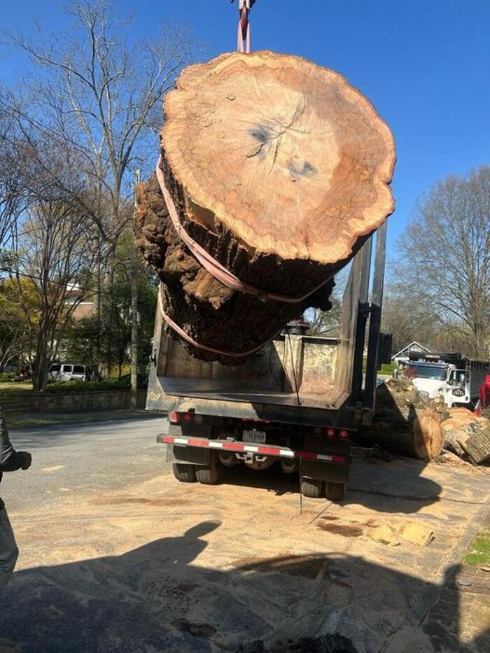 Images Top Tier Trees