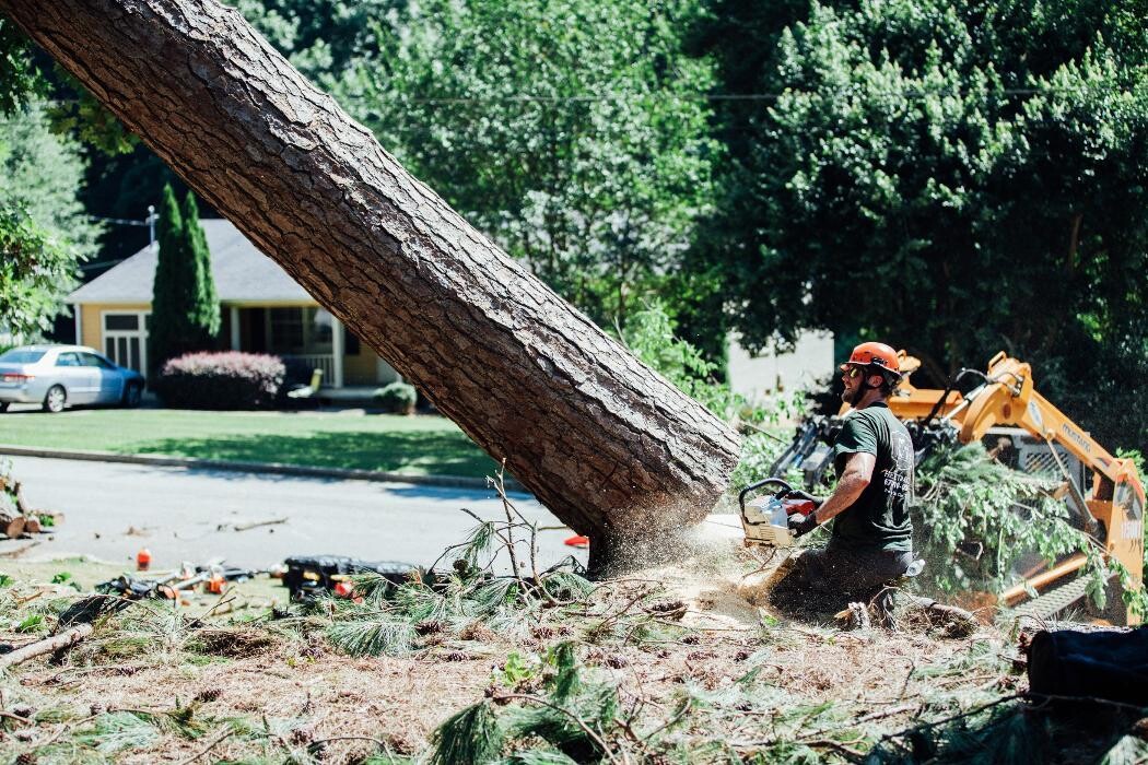 Images Top Tier Trees
