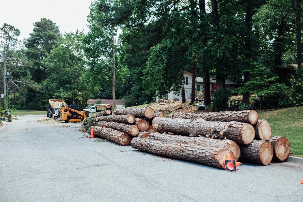 Images Top Tier Trees