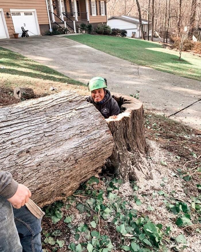 Images Top Tier Trees