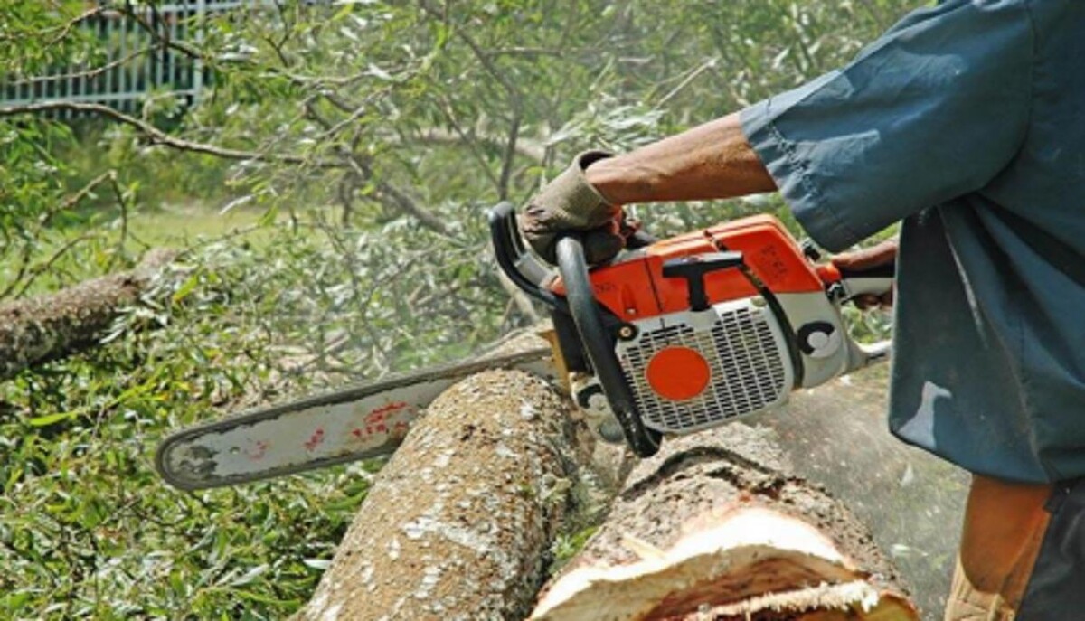 Images Top Tier Trees
