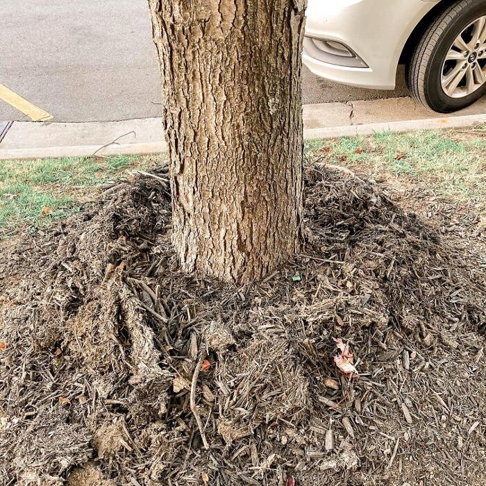 Images Top Tier Trees