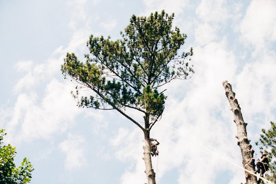 Images Top Tier Trees