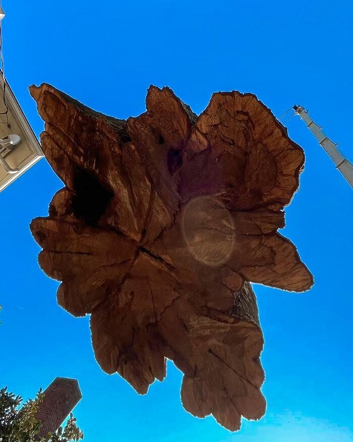 Images Top Tier Trees