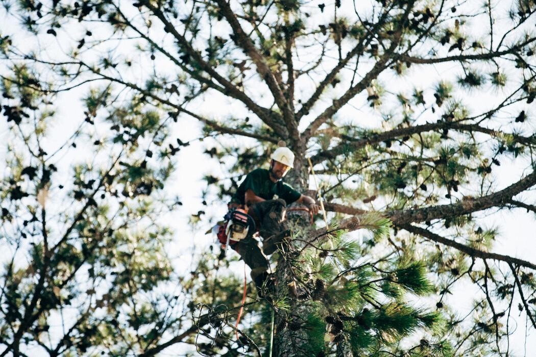 Images Top Tier Trees