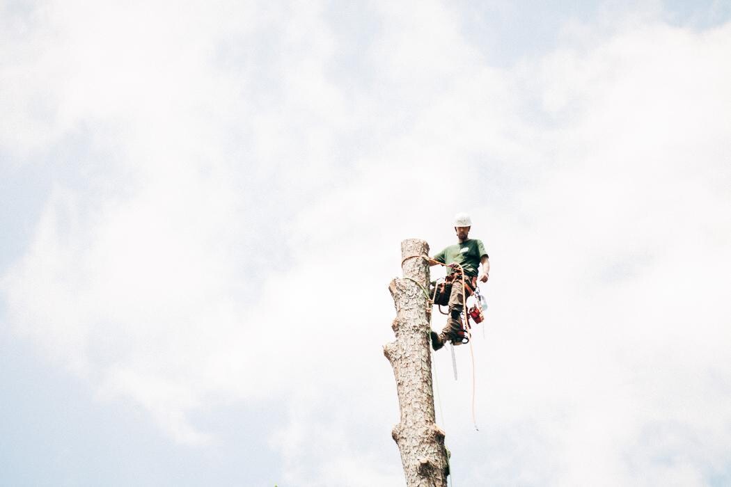Images Top Tier Trees
