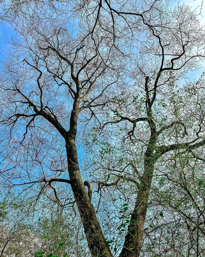 Images Top Tier Trees