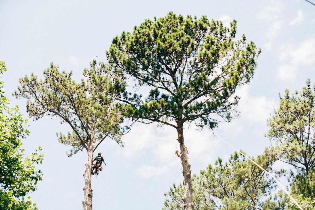 Images Top Tier Trees