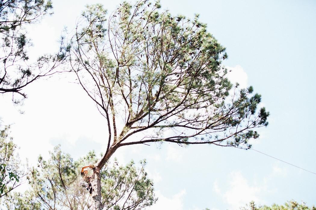 Images Top Tier Trees