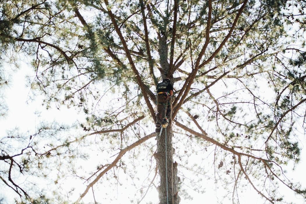 Images Top Tier Trees