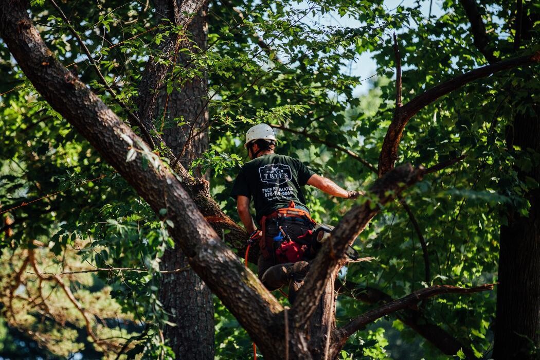 Images Top Tier Trees