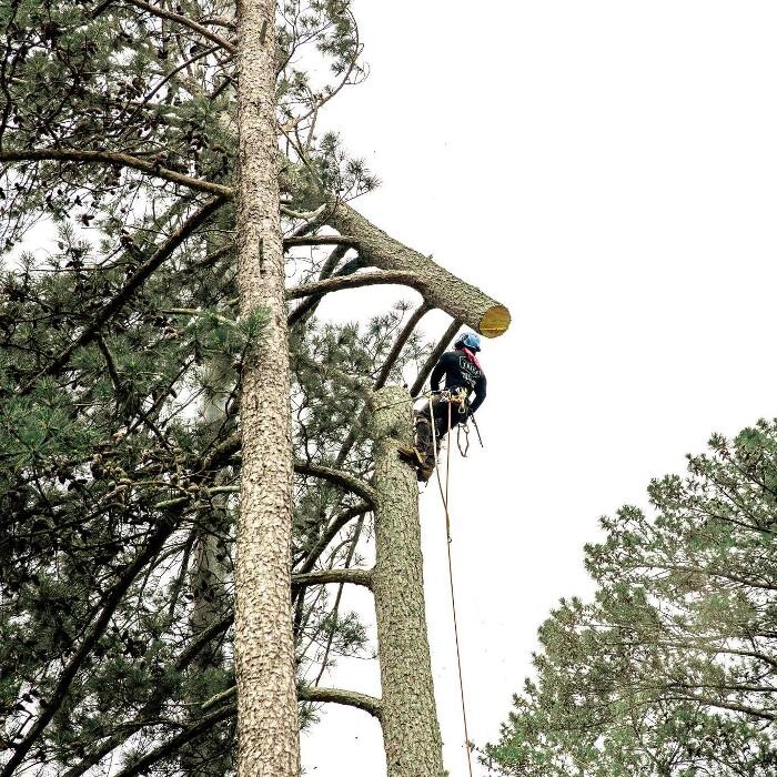 Images Top Tier Trees
