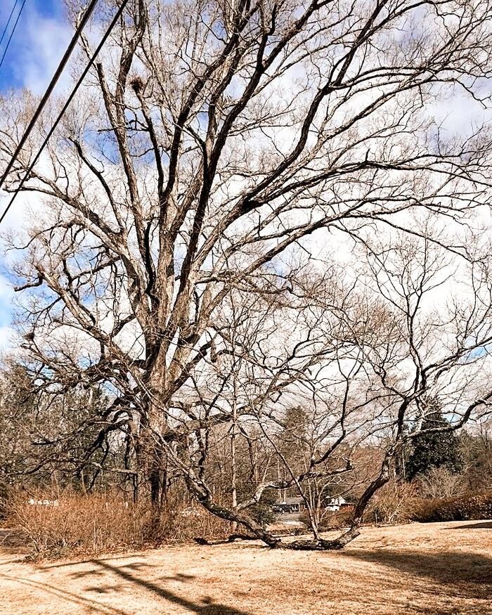 Images Top Tier Trees