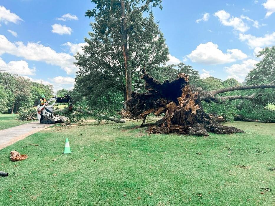Images Top Tier Trees