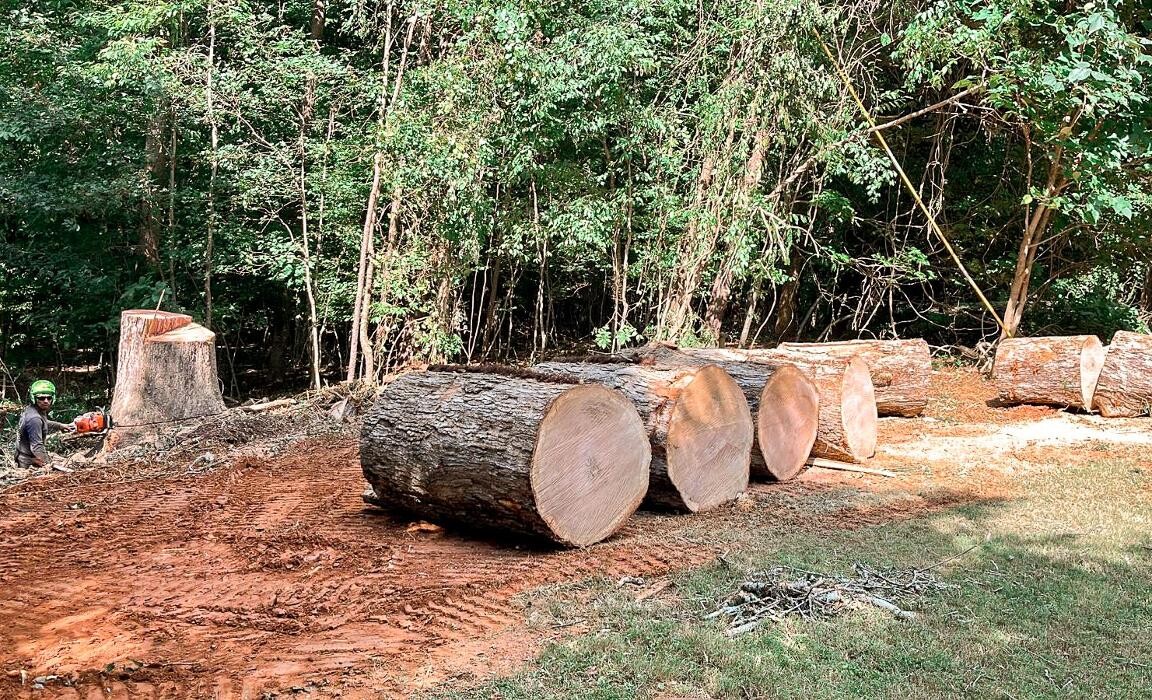Images Top Tier Trees
