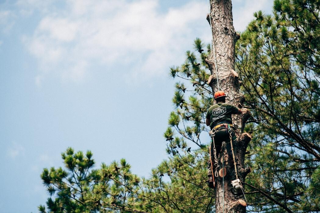 Images Top Tier Trees