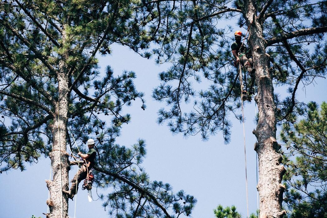 Images Top Tier Trees