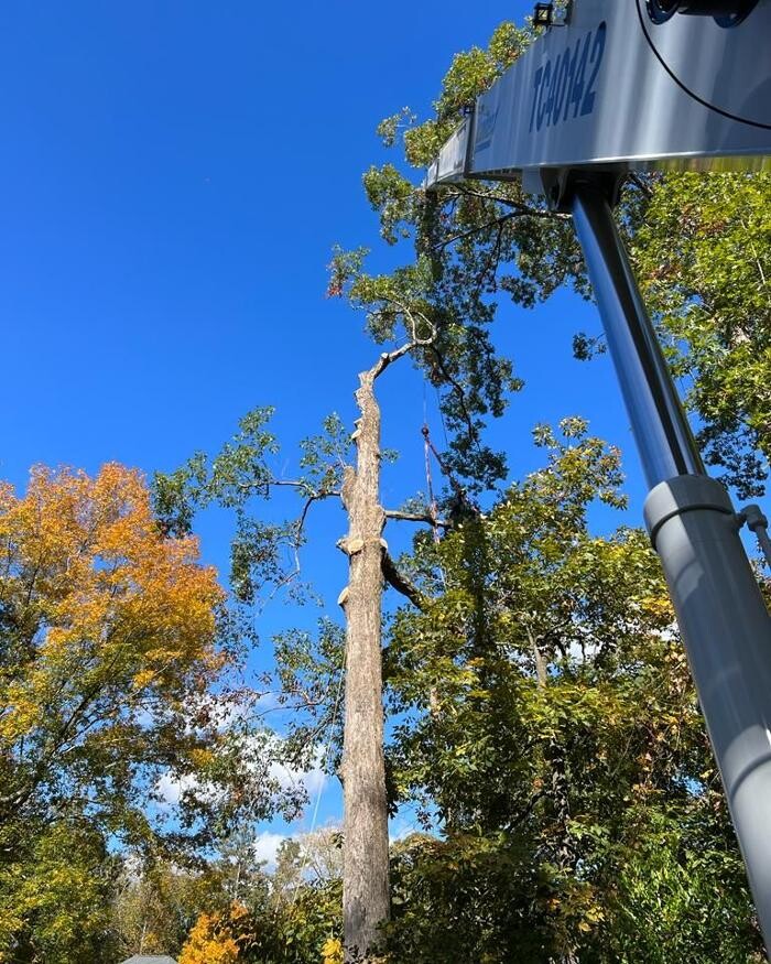 Images Top Tier Trees