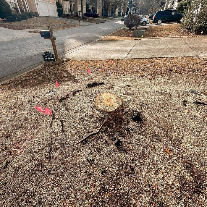 Images Top Tier Trees