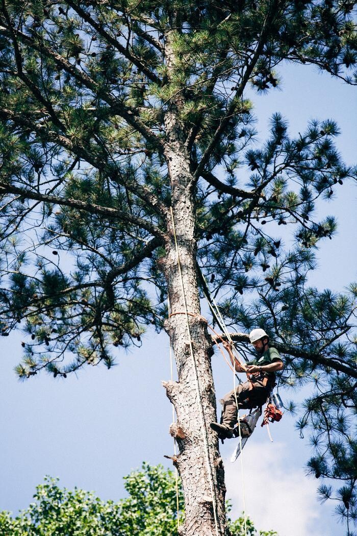 Images Top Tier Trees