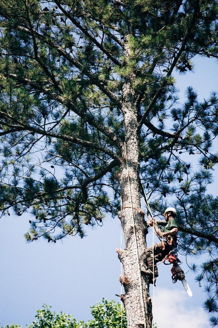 Images Top Tier Trees