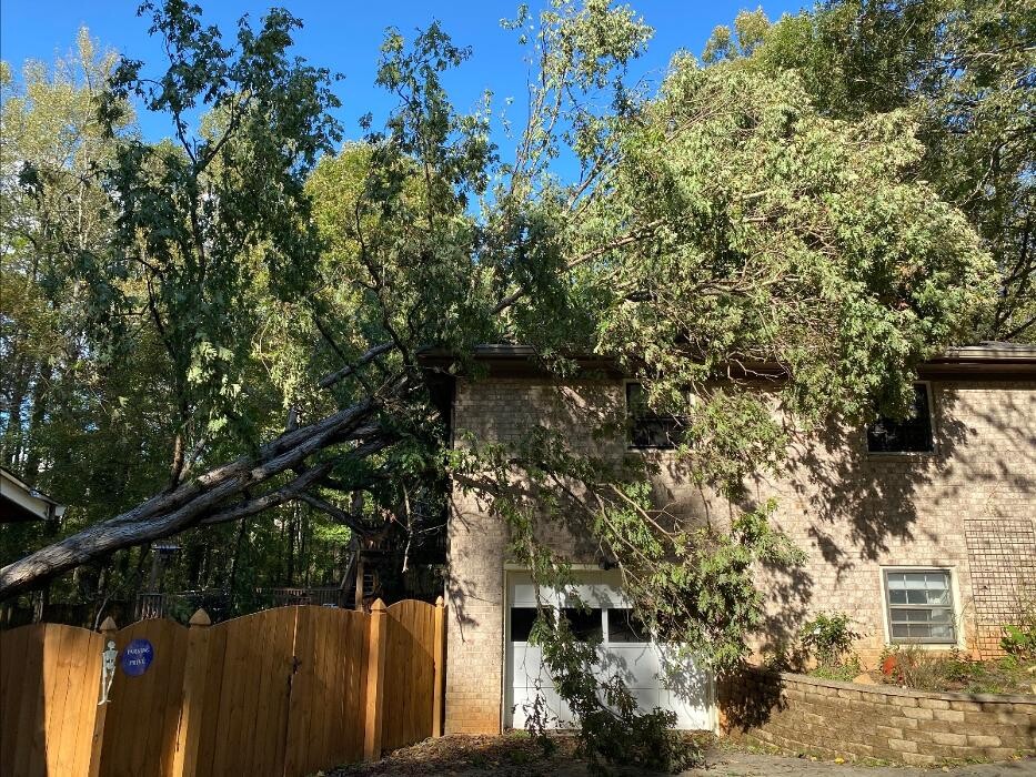Images Top Tier Trees