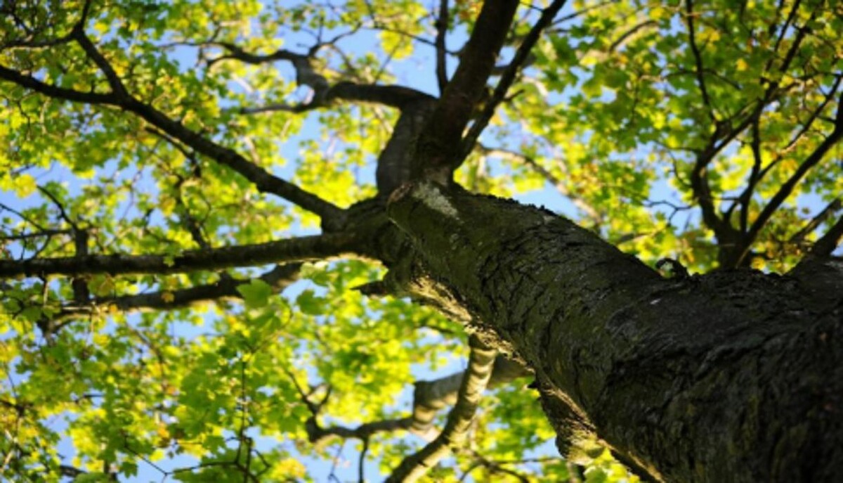 Images Top Tier Trees