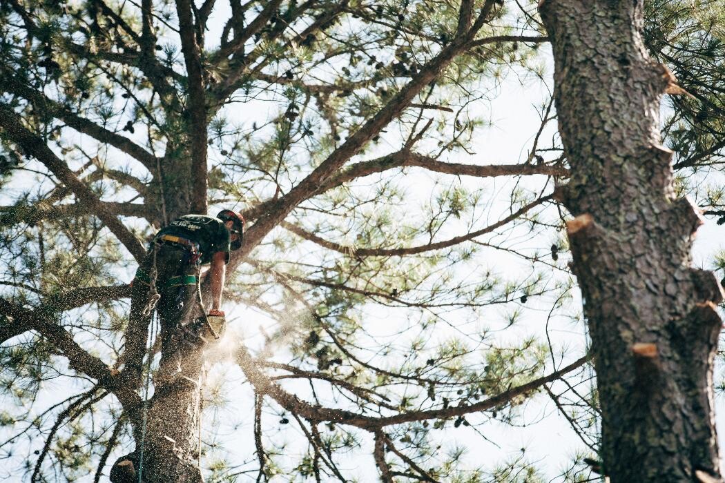 Images Top Tier Trees