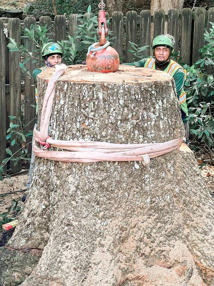 Images Top Tier Trees
