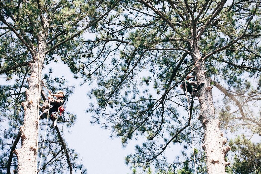 Images Top Tier Trees
