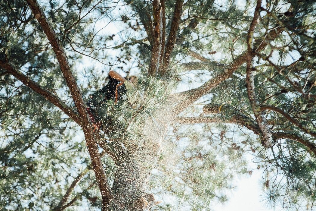 Images Top Tier Trees