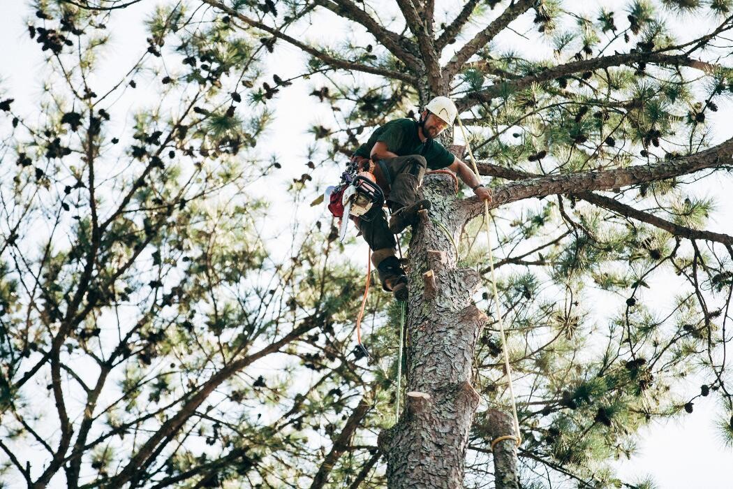 Images Top Tier Trees